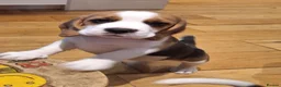 Beagle dogs for sale: Beagle puppies  - Advert 4
