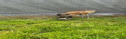 Mixed Breed cats for sale: Mixed Exotic Kittens in Torpoint - Advert 6