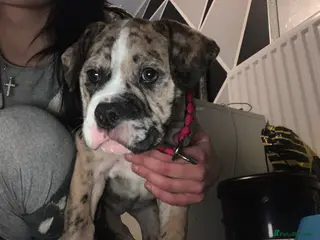 Old Tyme Bulldog dogs NEBBR REGISTERED old thyme English bulldog mya - Advert 1