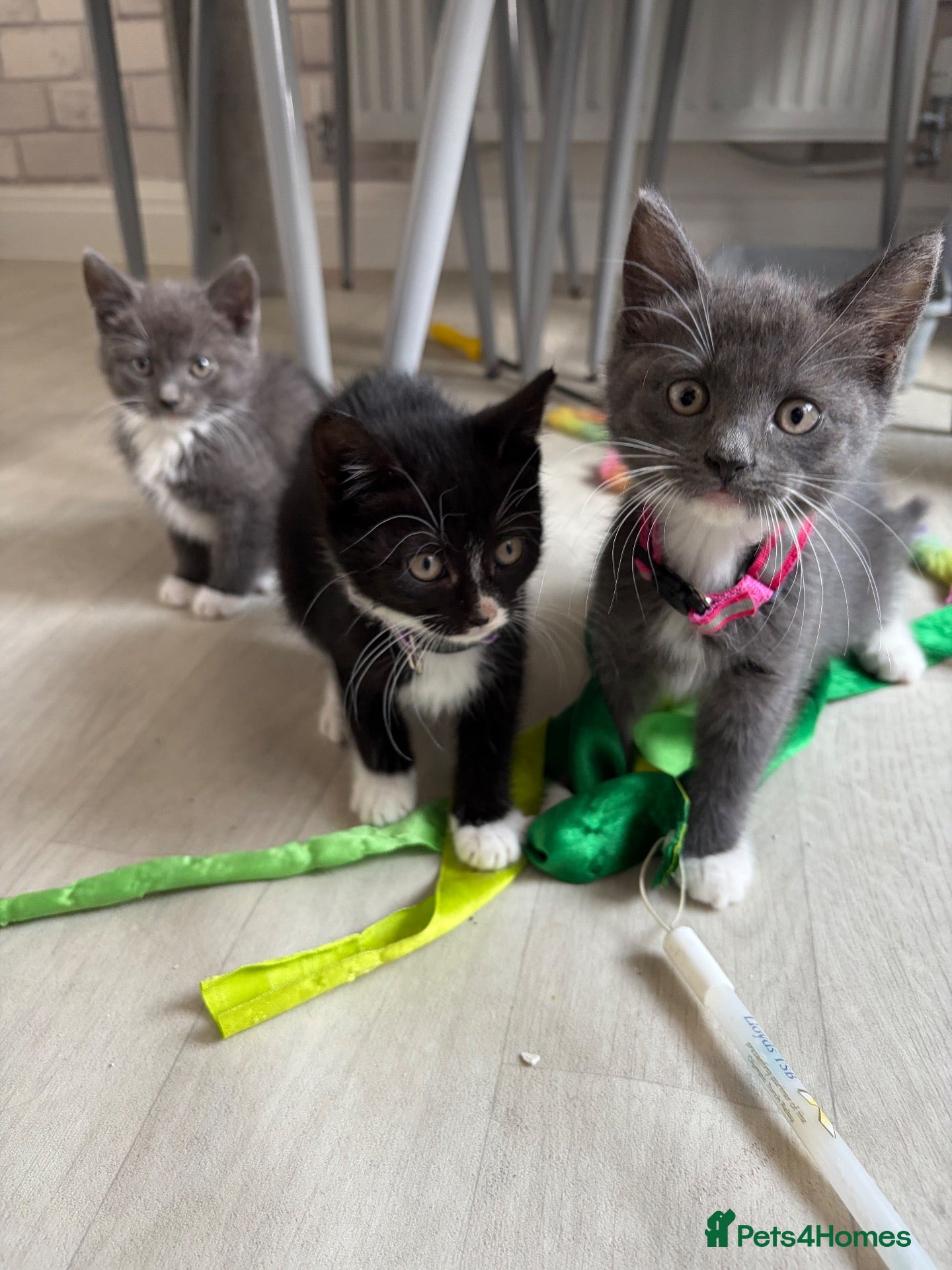 Mixed Breed cats British short hair mixed fluffy kittens  - Advert 18