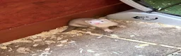Ferret rodents for sale: Part Angora hob ferret new pic and video added - Advert 5