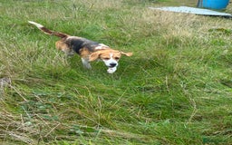 Beagle dogs for sale: Female beagle  - Image 5