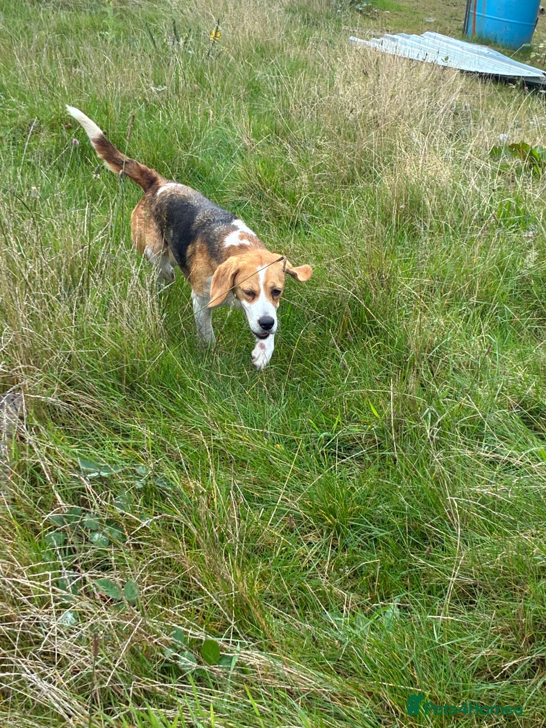 Beagle dogs for sale: Female beagle  - Image 5