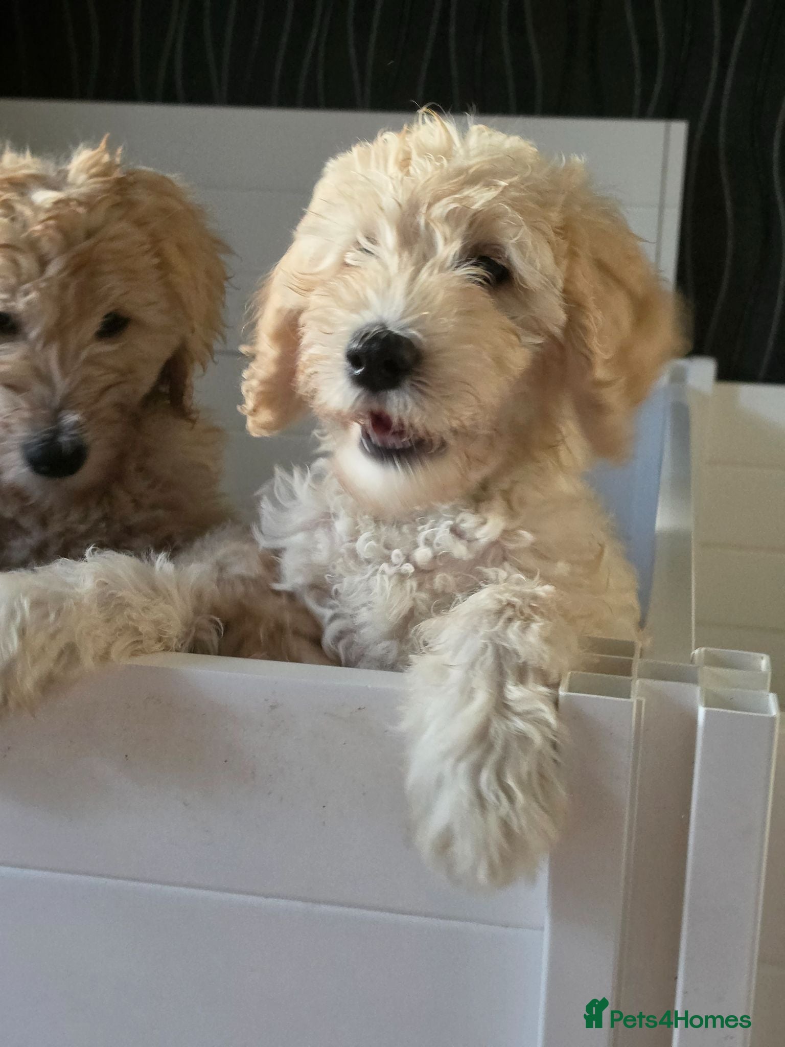 Goldendoodle dogs Only 1 girl left of Multigen.Goldendoodle Puppies! - Advert 1