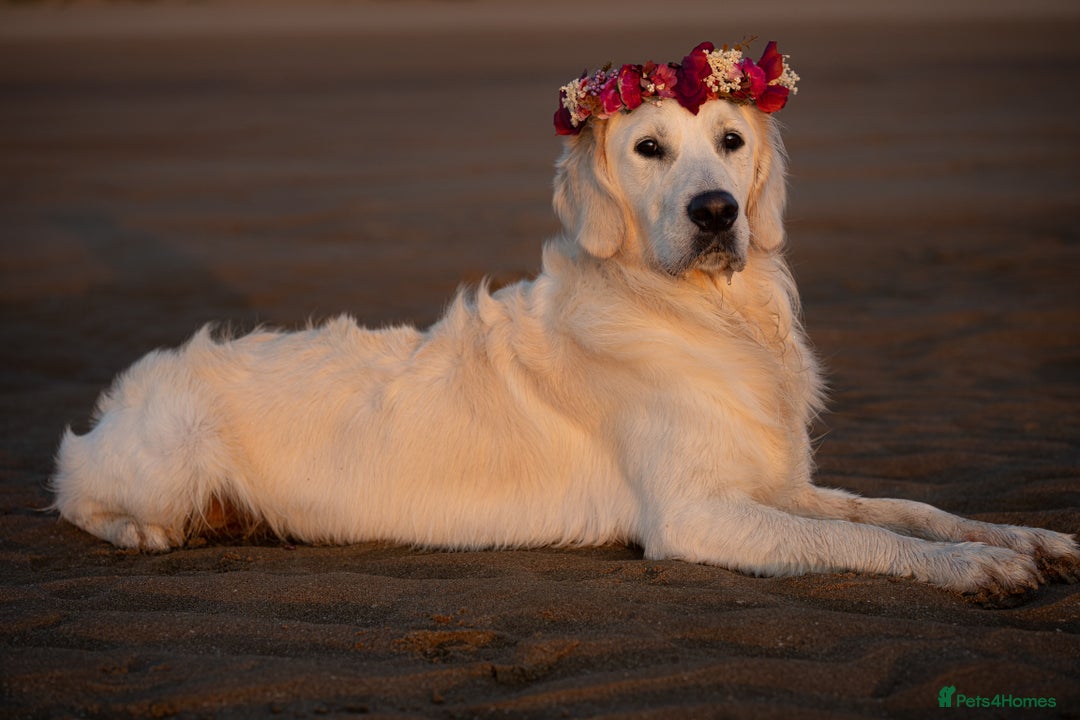 Golden Retriever dogs for stud: Fully health tested therapy dog  - Image 29