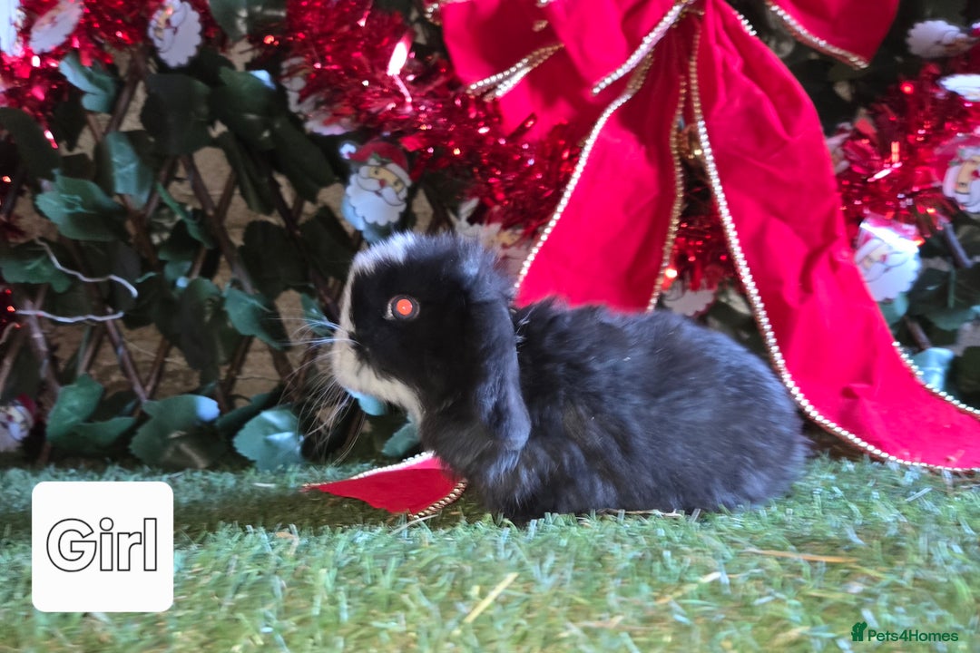 Mini Lop rabbits for sale: Pure mini lop babies  - Advert 11