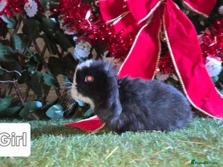 Mini Lop rabbits Pure mini lop babies - Advert 4