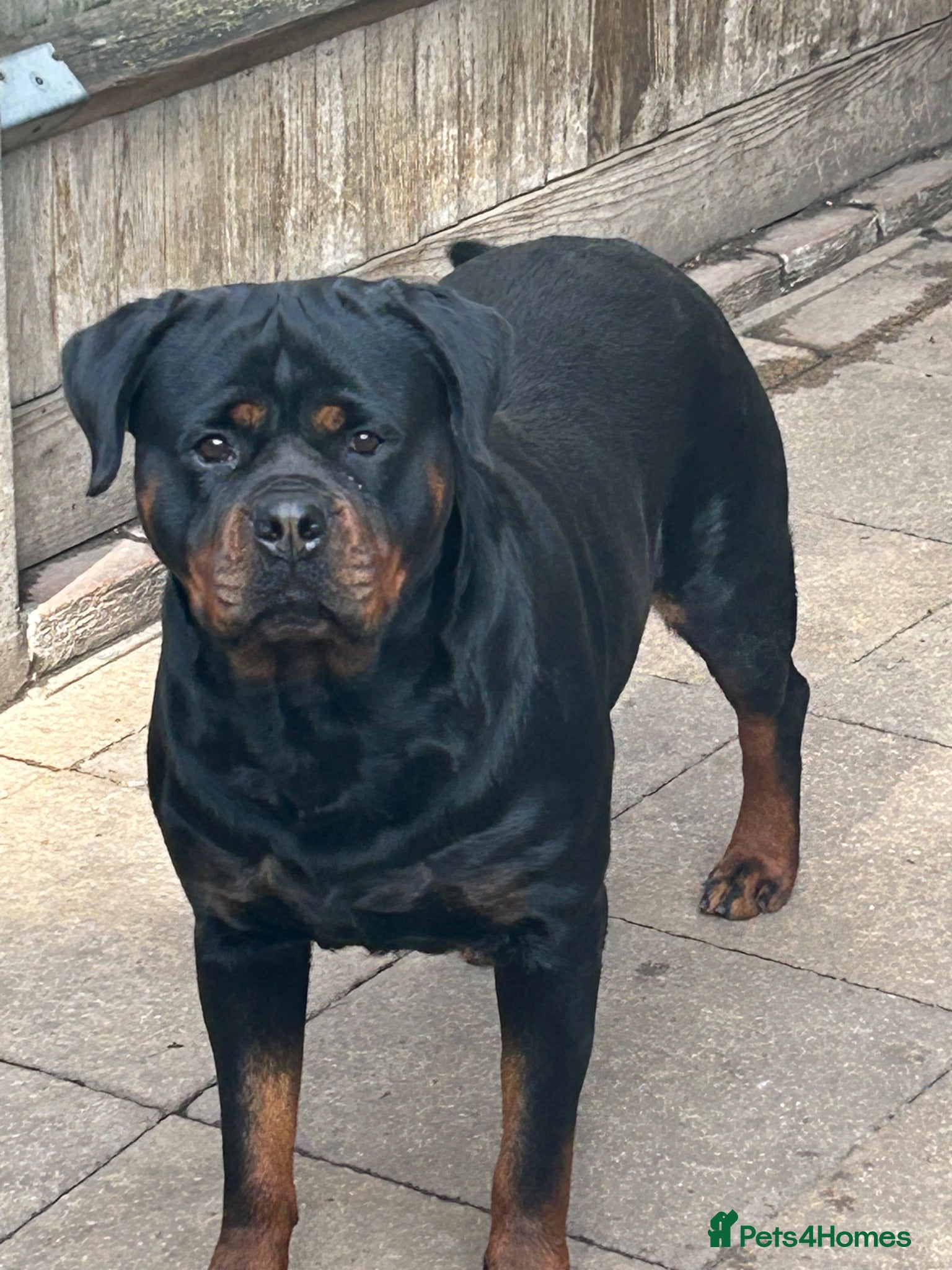 Rottweiler dogs Full KC Pedigree Rottweilers - Advert 2