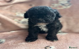 Sheepadoodle dogs for sale: Micro mini Sheepadoodle  - Image 14