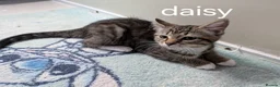 Mixed Breed cats for sale: 2 mixed tabby kittens female in Mansfield - Advert 4