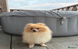 Pomeranian dogs for sale: Ralph Pomeranian.  - Image 4