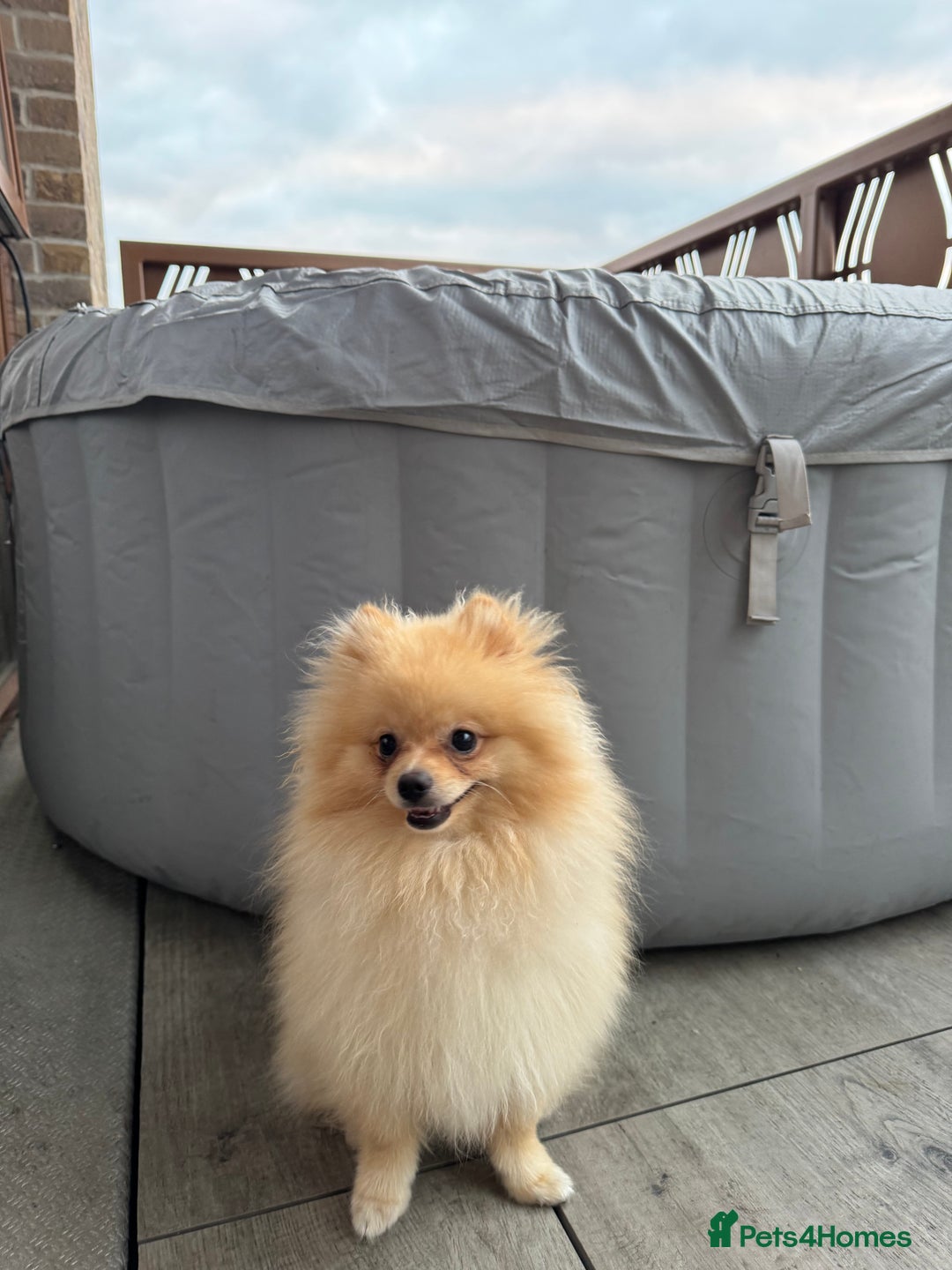Pomeranian dogs for sale: Ralph Pomeranian.  - Image 4