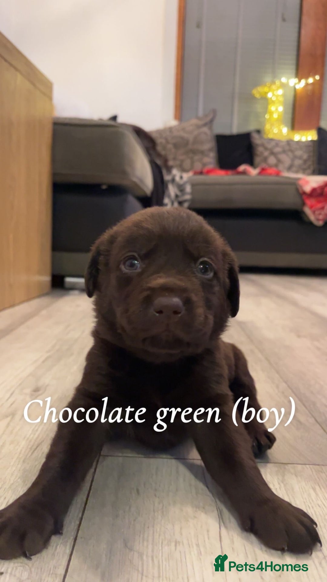 Labrador Retriever dogs for sale: Black & Chocolate Labrador pups  - Advert 7