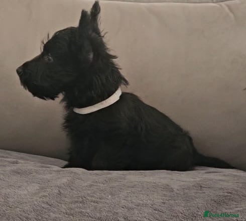 Scottish Terrier dogs Scottish terrier boy - Advert 2