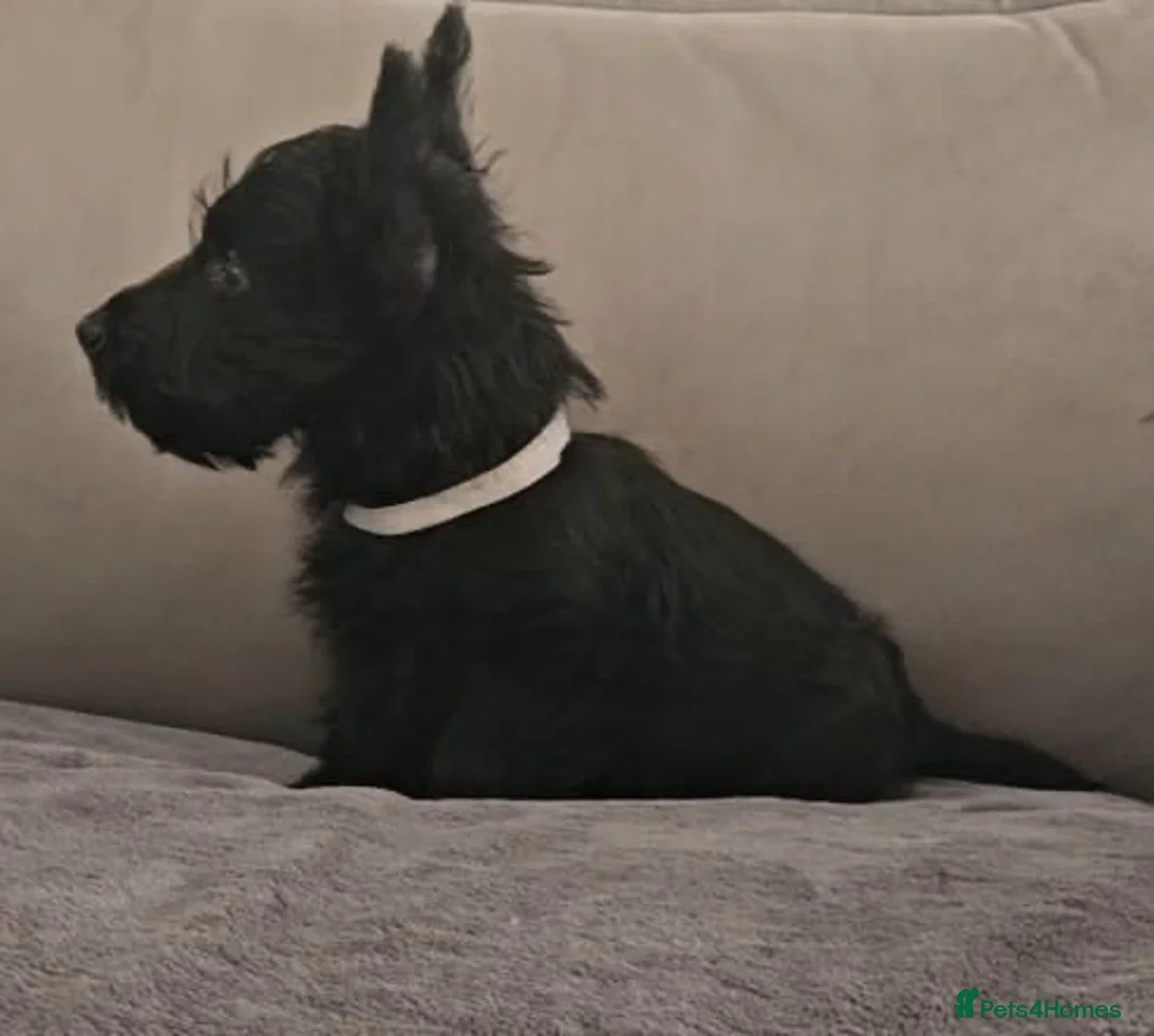 Scottish Terrier dogs for sale: Scottish terrier boy - Advert 1