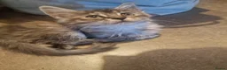Mixed Breed cats for sale: Maine Coon mix kittens  in Heathfield - Advert 10