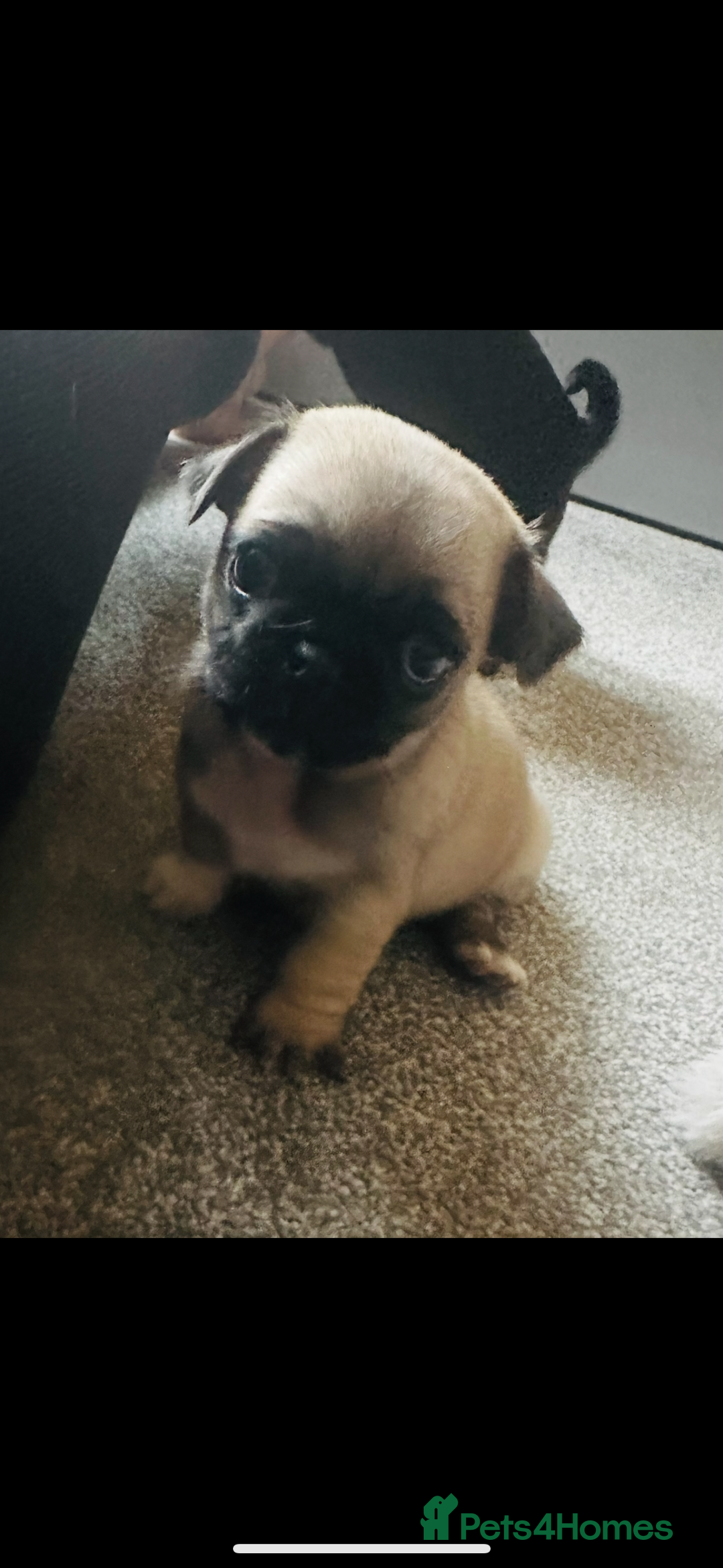 Pug dogs for sale: READY 19/09/25 Boys x2 Pugs - Image 11