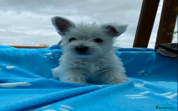 West Highland Terrier dogs for sale: 1 WESTiE BOY AVAILABLE!! - Image 1