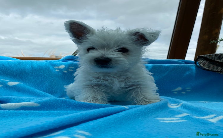 West Highland Terrier dogs - Advert 2