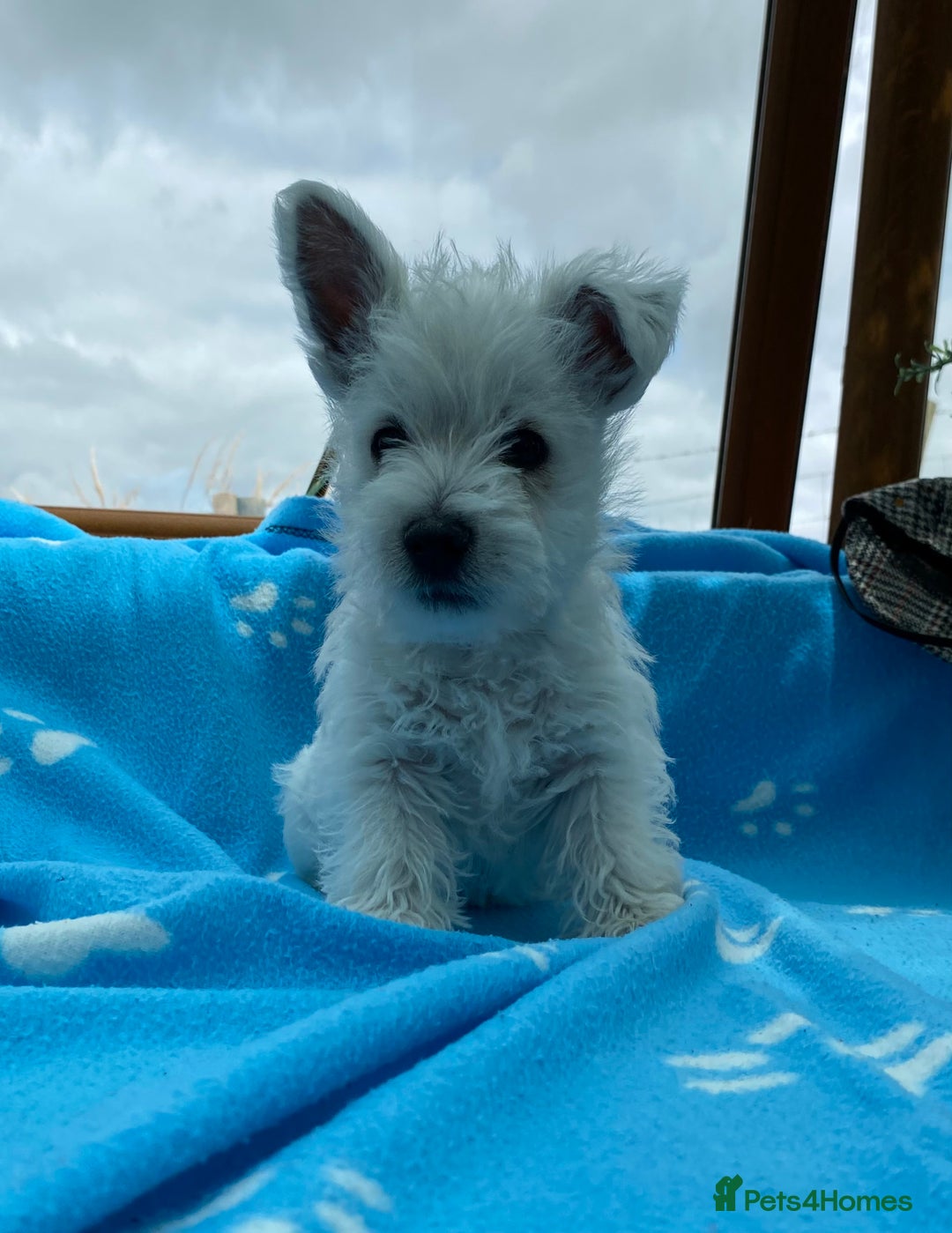 West Highland Terrier dogs for sale: 1 WESTiE BOY AVAILABLE!! - Image 1