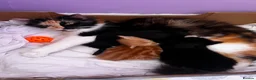 Mixed Breed cats for sale: 2 beautiful smoke colour boy kittens - Advert 1