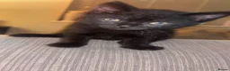 Mixed Breed cats for sale: Tabby and black kitten for sale  - Advert 6