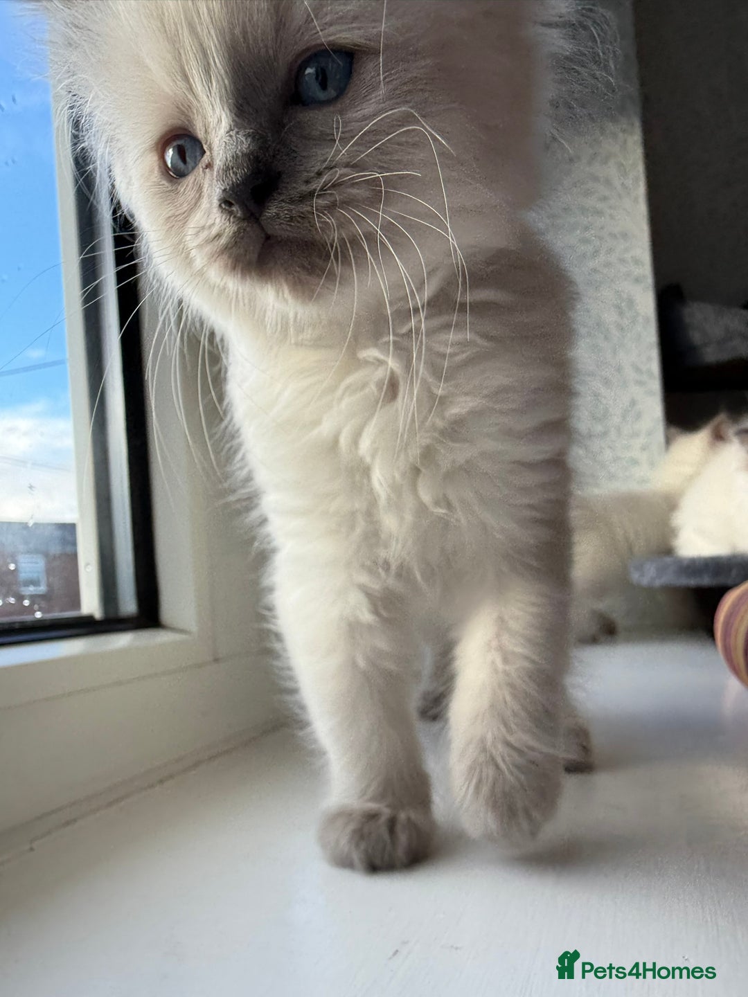 Ragdoll cats for sale: GCCF registered Pedigree Ragdoll kittens - Advert 17