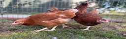 Chickens poultry for sale: POL Hens For Sale - Advert 3