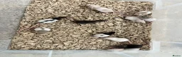 Rat rodents for sale: Baby Rats ready 22nd Aug (males and females) in Ashford - Advert 1