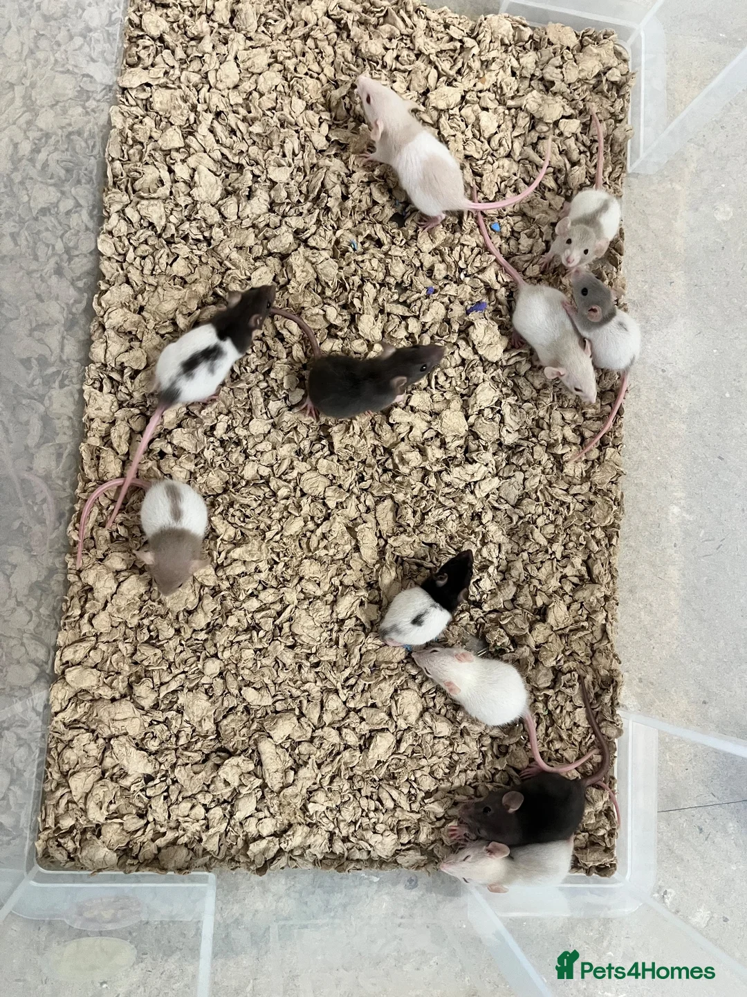Rat rodents for sale: Baby Rats ready 22nd Aug (males and females) in Ashford - Advert 1