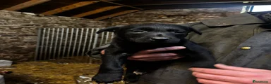 Borador 1