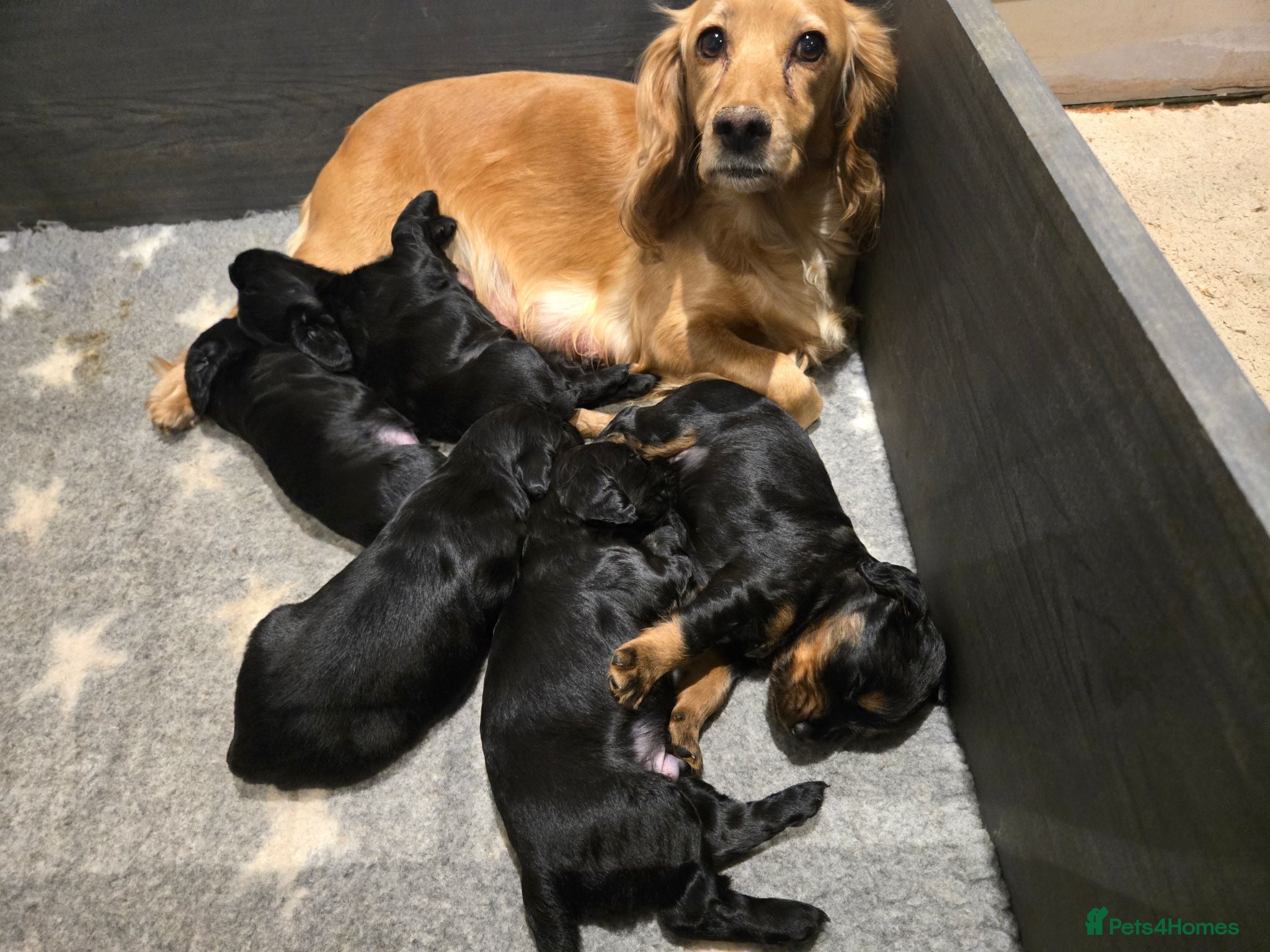 Cocker Spaniel dogs Stunning Working Cocker Spaniel Pups - Advert 2