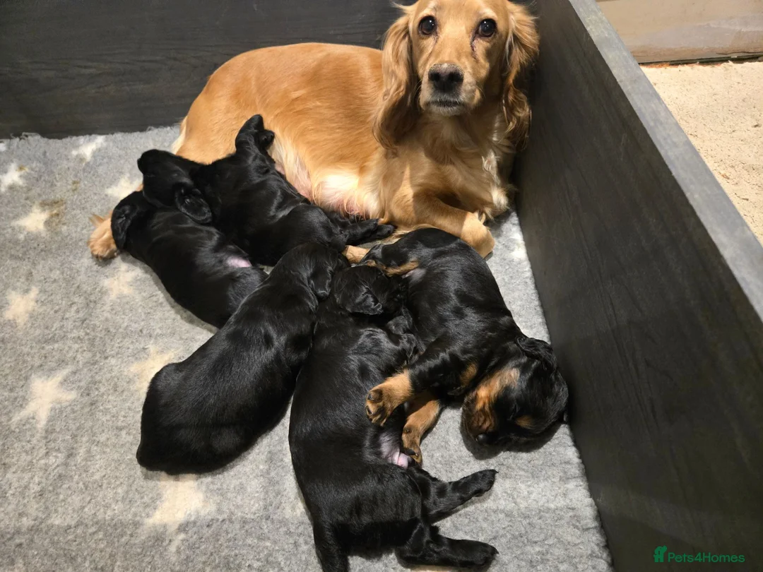 Cocker Spaniel dogs for sale: Stunning Working Cocker Spaniel Pups - Advert 2