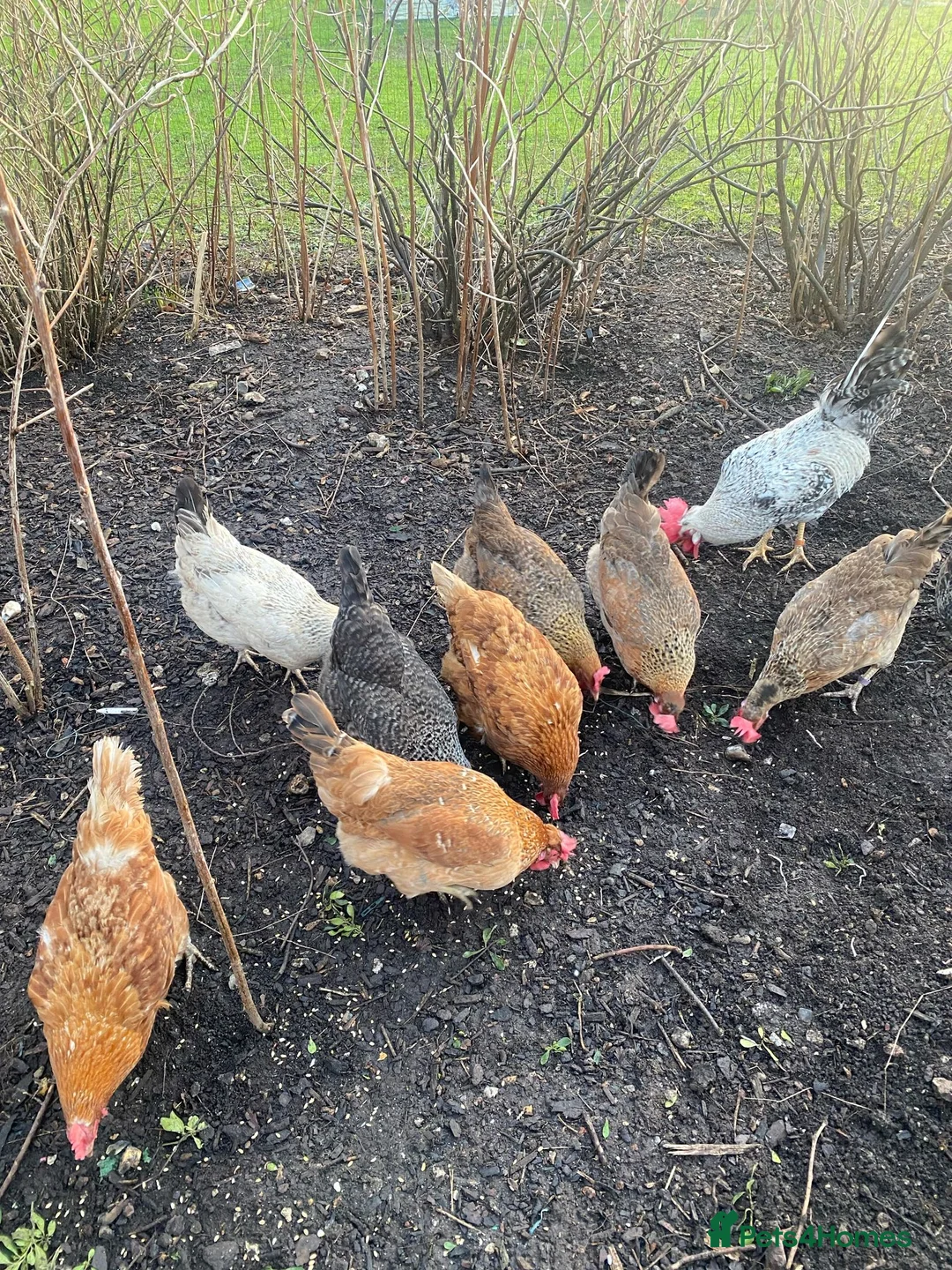 Mixed Breed livestock for sale: Hybrid Green, Dark Brown chicks & hatching eggs   - Advert 7