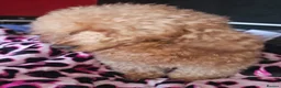 Toy Poodle dogs for stud: Stunning kc health tested toy poodle for stud - Advert 2