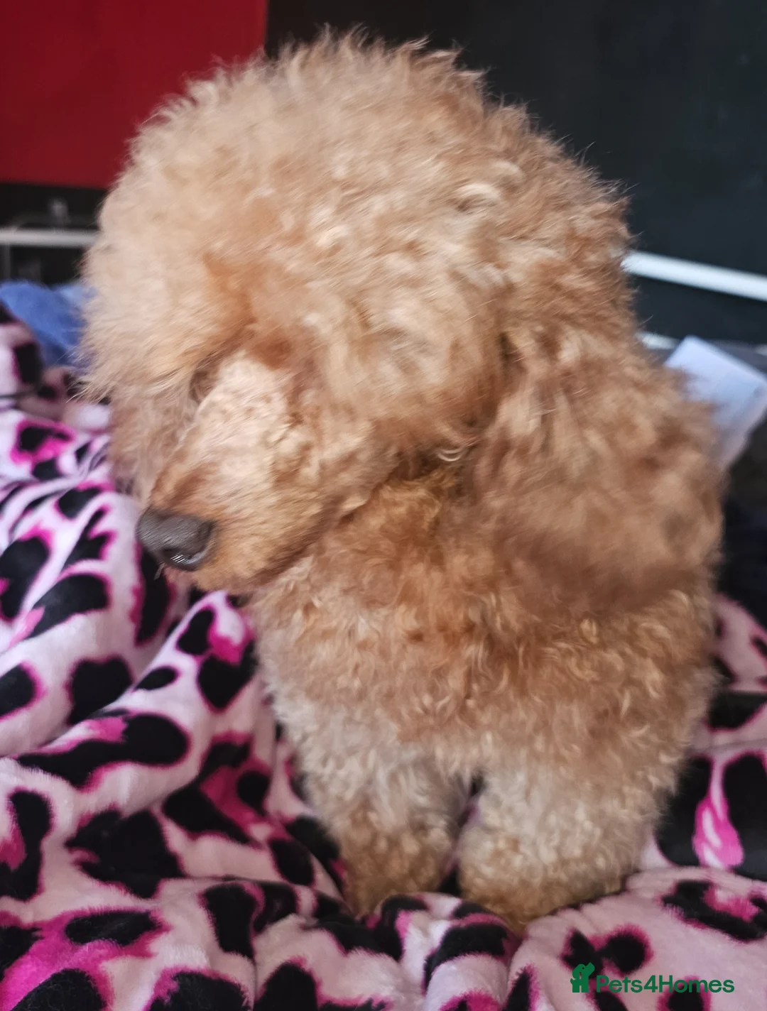 Toy Poodle dogs for stud: Stunning kc health tested toy poodle for stud - Advert 2