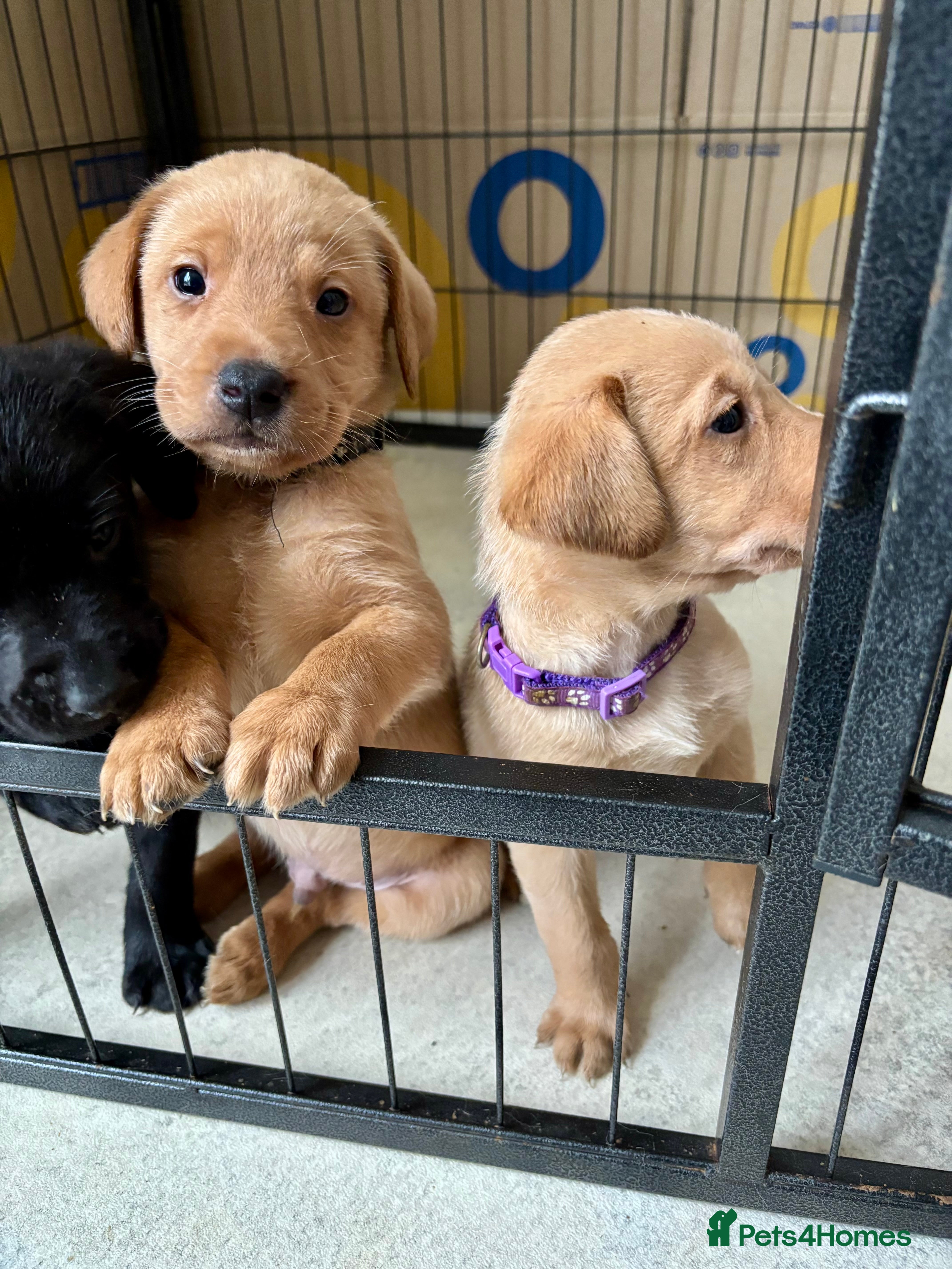 Labrador Retriever dogs Beautiful Labrador Puppies - Advert 2