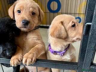 Labrador Retriever dogs Beautiful Labrador Puppies - Advert 16