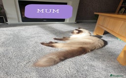 Ragdoll cats for sale: 5 fully seal point ragdoll kittens  - Image 24