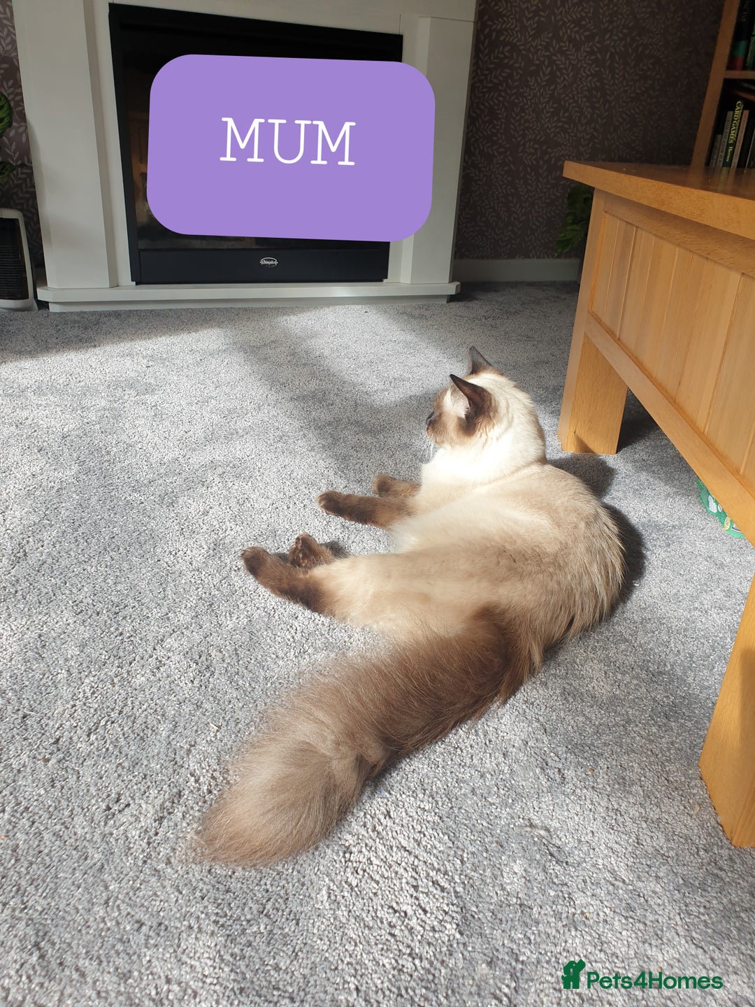 Ragdoll cats for sale: 5 fully seal point ragdoll kittens  - Image 24