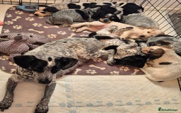 Mixed Breed dogs for sale: Blue Roan Cocker Spaniel Mix  - Image 9