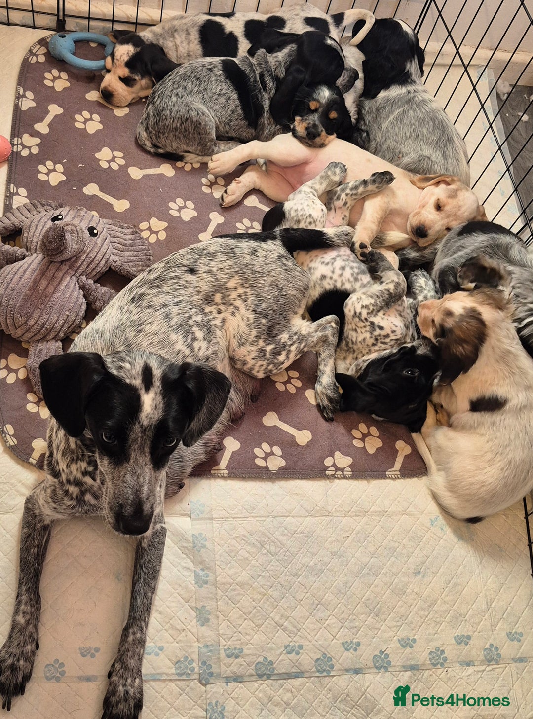 Mixed Breed dogs for sale: Blue Roan Cocker Spaniel Mix  - Image 9