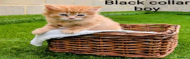 Mixed Breed Kitten 1