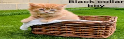 Mixed Breed cats for sale: 🐾 Rare Fluffy Maine Coon Type Kittens ⭐ in Waltham Cross - Advert 2