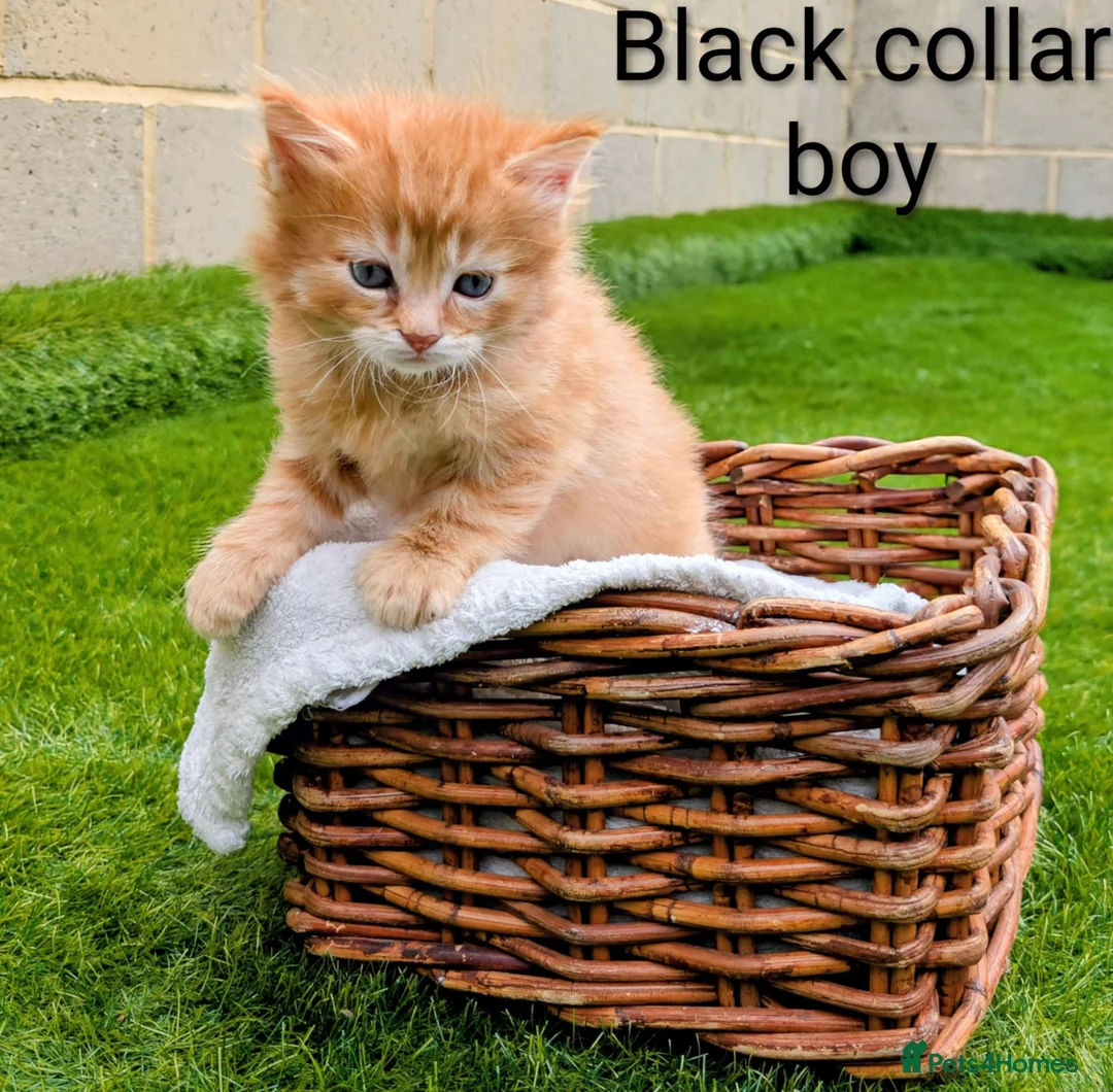 Mixed Breed cats for sale: 🐾 Rare Fluffy Maine Coon Type Kittens ⭐ in Waltham Cross - Advert 2