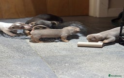Jack Russell dogs for sale: Rare lilac and tan miniature jack russels  - Image 14