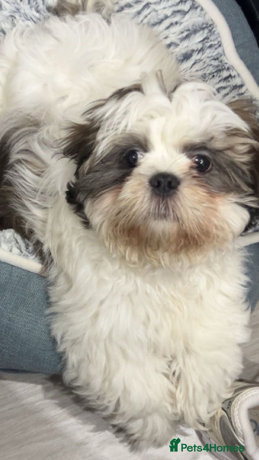 Malshi dogs for sale: Willow malshi  - Advert 4