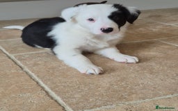 Border Collie dogs for sale: 1 Male left - Image 2