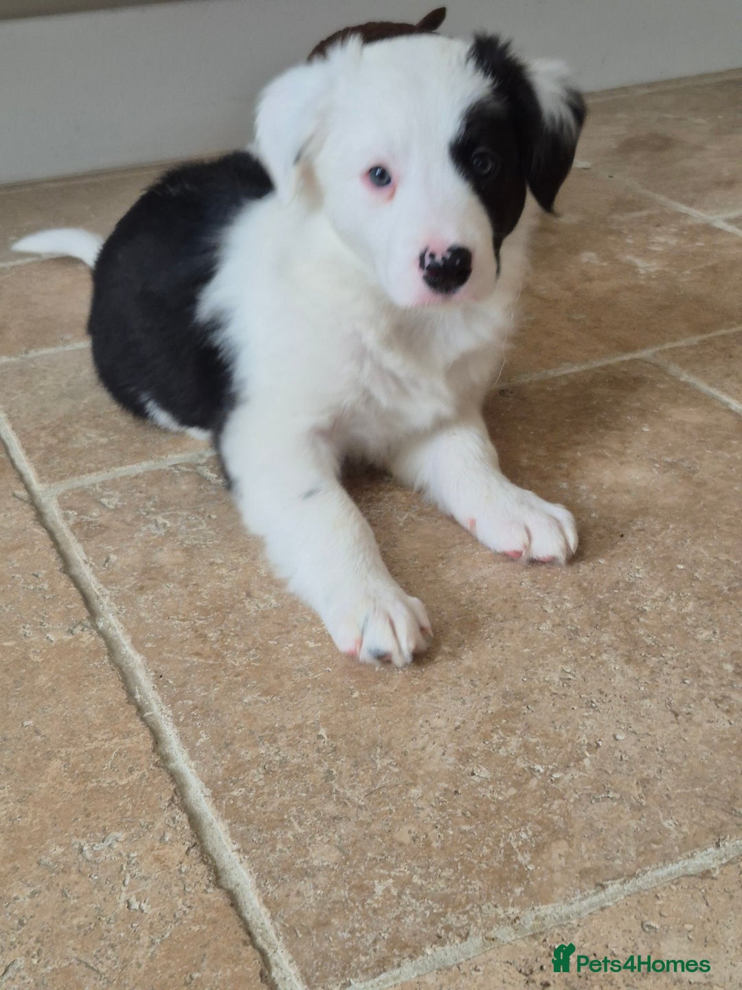 Border Collie dogs for sale: 1 Male left - Image 2