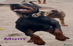 Dobermann dogs for sale: European Doberman puppies - Image 10